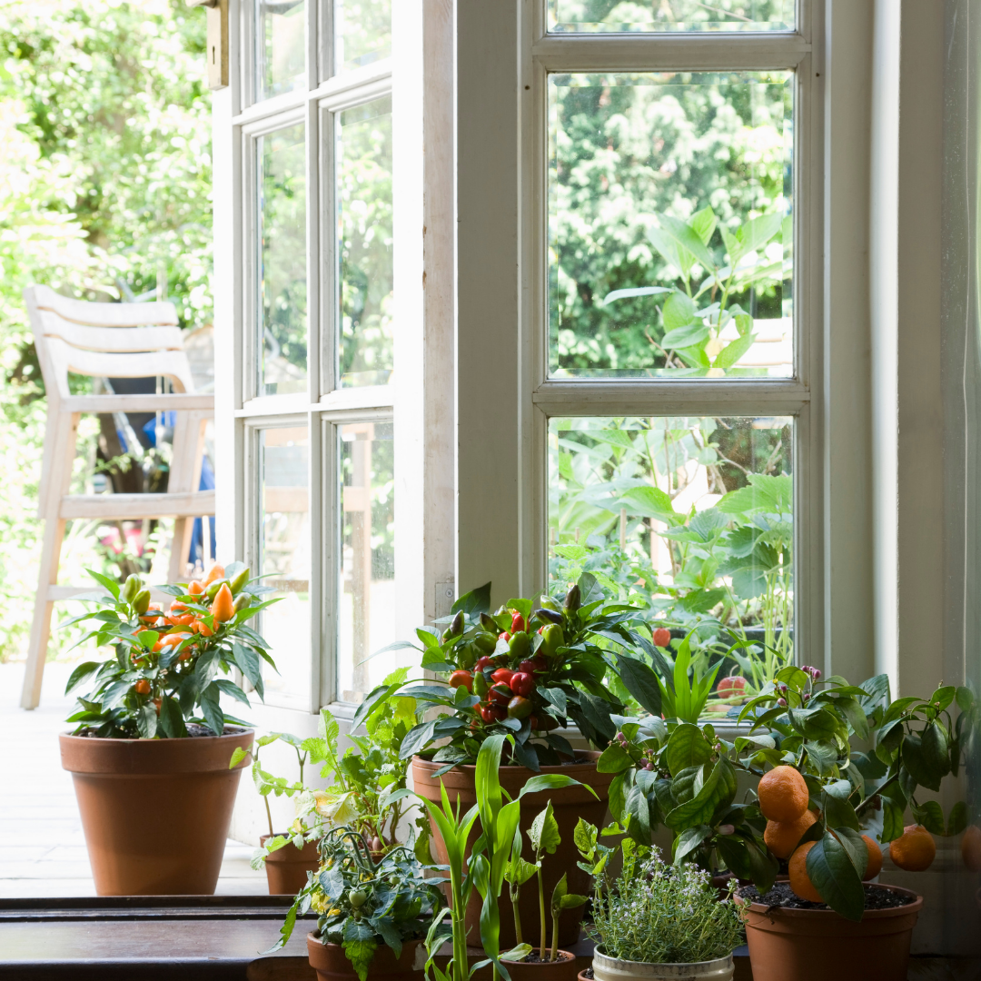 How to Decorate a Space with Houseplants